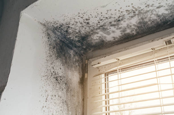 Affordable Attic Mold Remediation solutions in Viewtown, VA